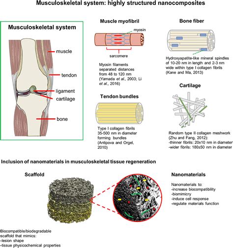 6.4 Musculoskeletal tissues .